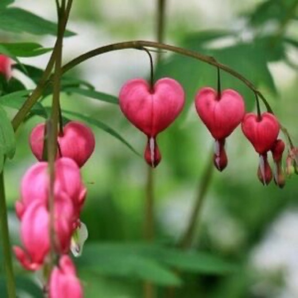 Meet your Posher, Creswell